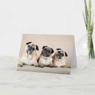 Tre Pugs i en rad Kort