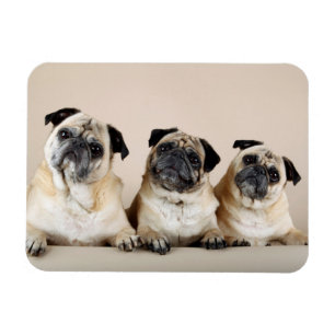 Tre Pugs i en rad Magnet