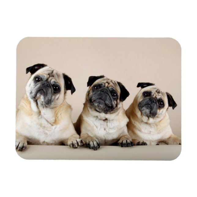Tre Pugs i en rad Magnet (Horisontell)