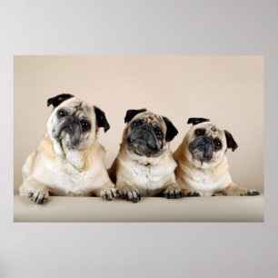 Tre Pugs i en rad Poster