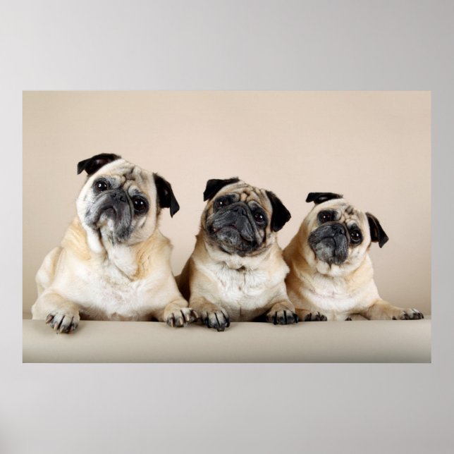 Tre Pugs i en rad Poster (Framsidan)