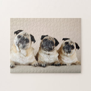 Tre Pugs i en rad Pussel