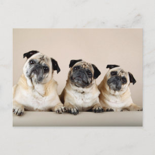 Tre Pugs i en rad Vykort
