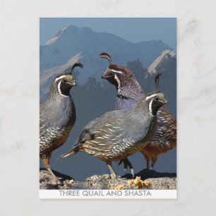 TRE QUAIL OCH SHASTA VYKORT
