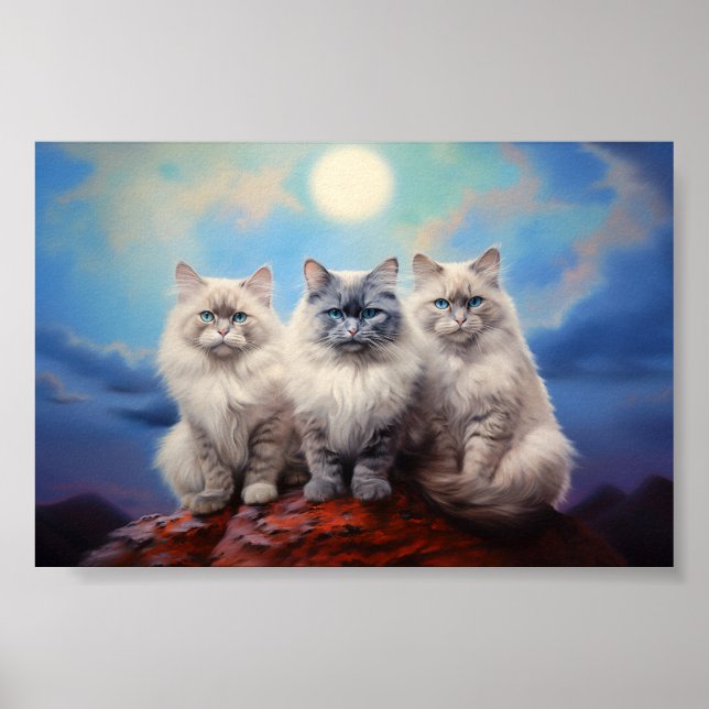 Tre Ragdoll-katter Poster (Framsidan)