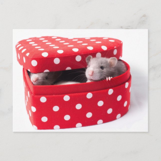 Tre råttor i en hörnlåda vykort (Framsida)