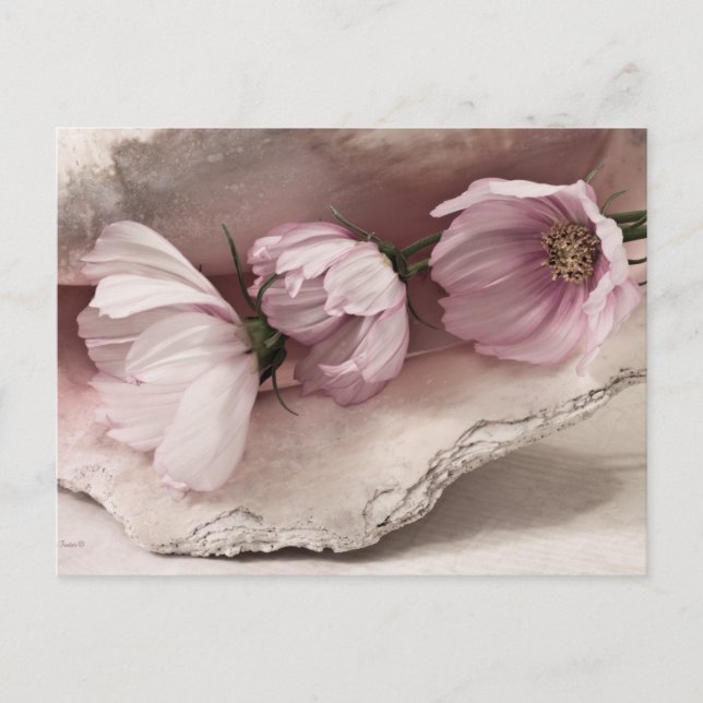 Tre Rosa Cosmos Vykort (Framsida)