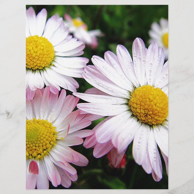 Tre rosa daisy (Framsida)