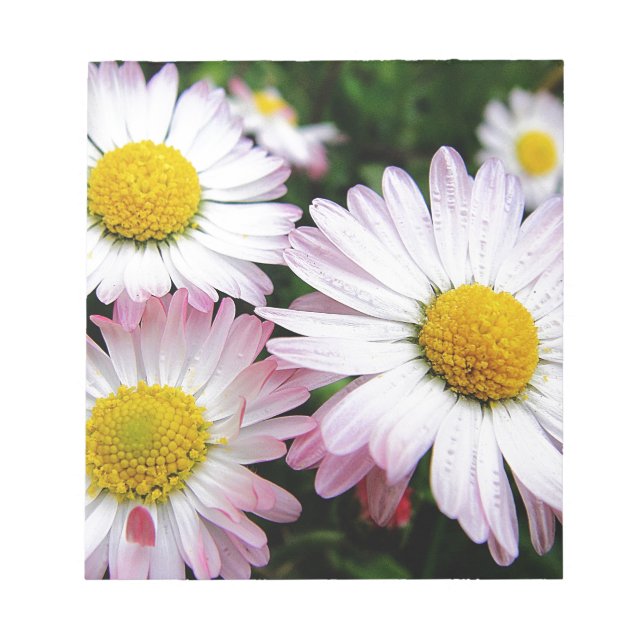 Tre rosa daisy anteckningsblock (Framsida)