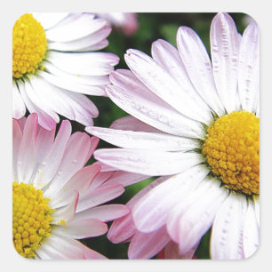 Tre rosa daisy fyrkantigt klistermärke