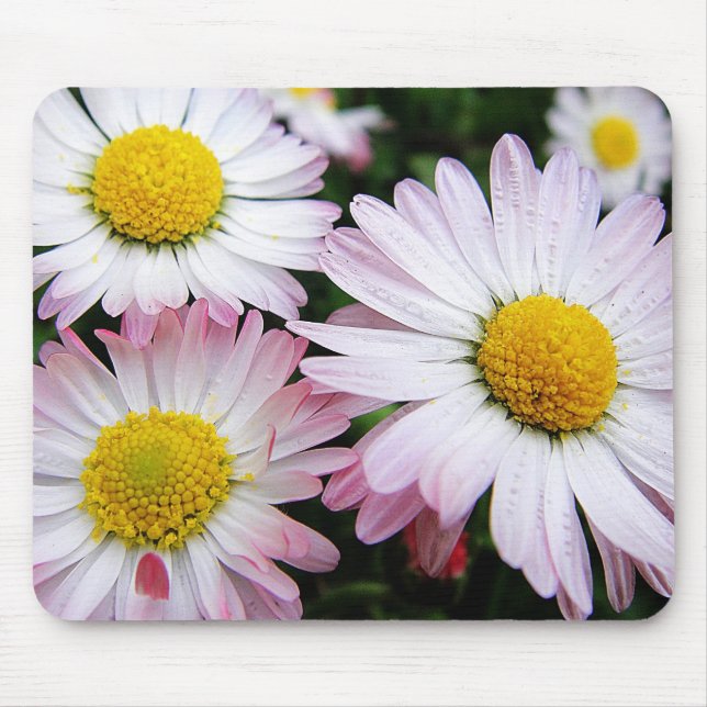 Tre rosa daisy mousserande celler musmatta (Framsidan)