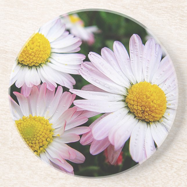 Tre rosa daisy underlägg sandsten (Framsidan)