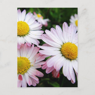 Tre rosa daisy vykort