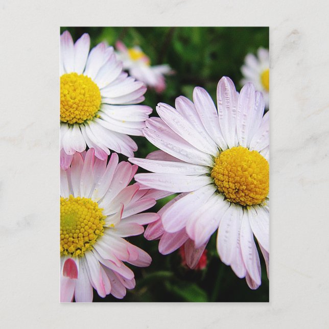 Tre rosa daisy vykort (Framsida)