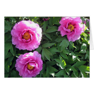Tre rosa pioner OBS kort