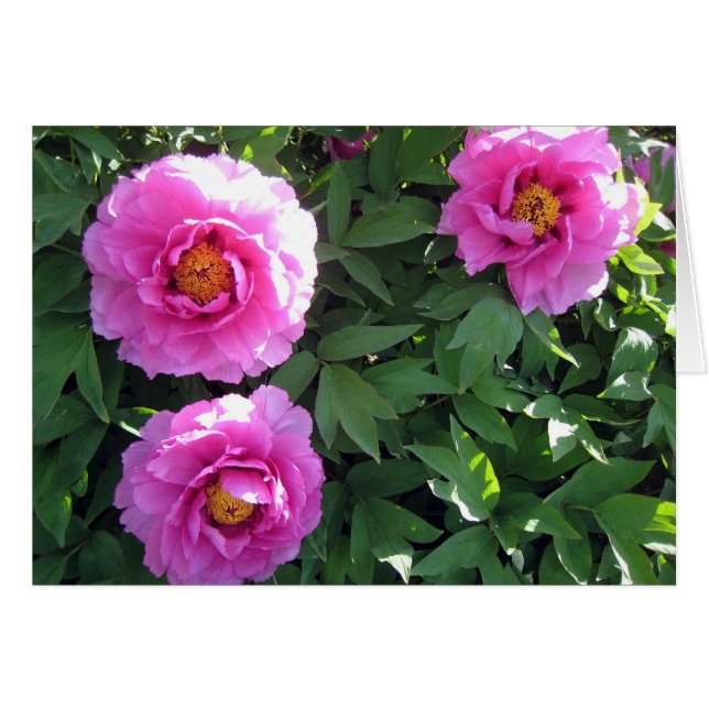 Tre rosa pioner OBS kort (Framsidan Horizontal)