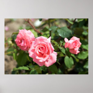Tre Rosa ros Poster