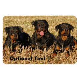 Tre Rottweiler Hundar - Rotationspaket Magnet