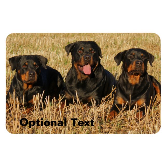 Tre Rottweiler Hundar - Rotationspaket Magnet (Horisontell)
