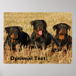 Tre Rottweiler Hundar - Rotationspaket Poster