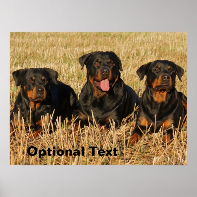 Tre Rottweiler Hundar - Rotationspaket Poster (Framsidan)