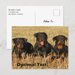 Tre Rottweiler Hundar - Rotationspaket Vykort