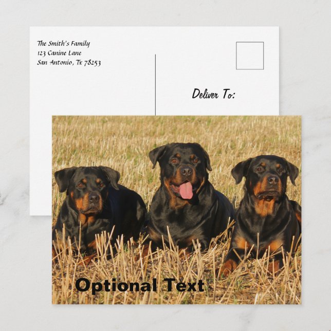 Tre Rottweiler Hundar - Rotationspaket Vykort (Fram/baksida)