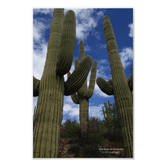 Tre Saguaro cacti mot blå himmel och moln Fototryck (Framsidan)