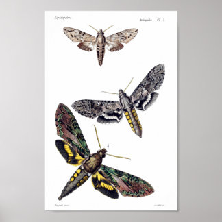 Tre sfinxmånader poster