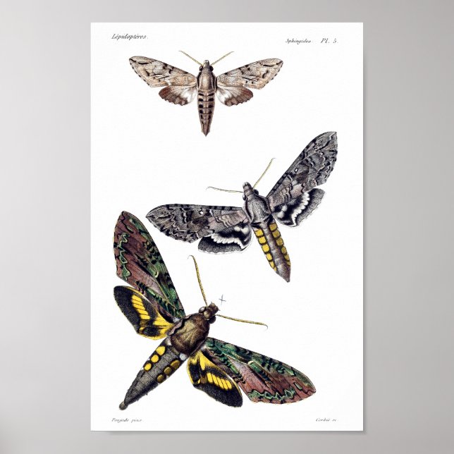 Tre sfinxmånader poster (Framsidan)