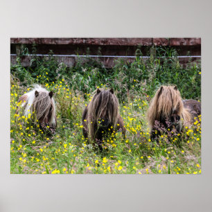Tre Shetland ponnyhingstar i en fältaffisch Poster
