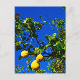 Tre sicilianska Lemons Vykort