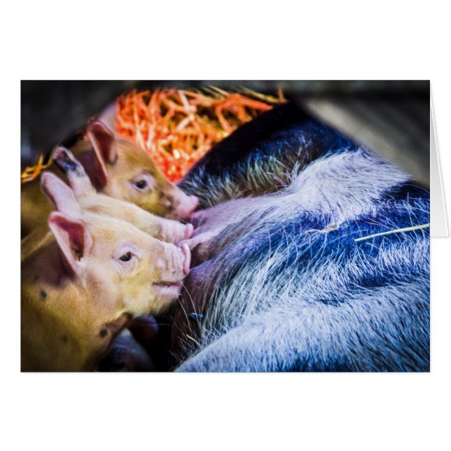 Tre små grisar hälsningskort (Framsidan Horizontal)
