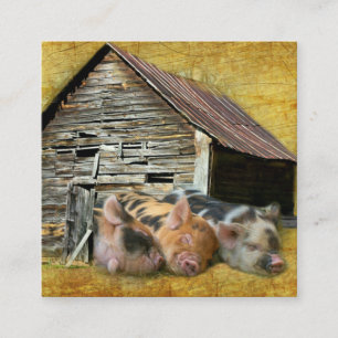 Tre små grisar vid Rustic Barn-sötning Fyrkantigt Visitkort