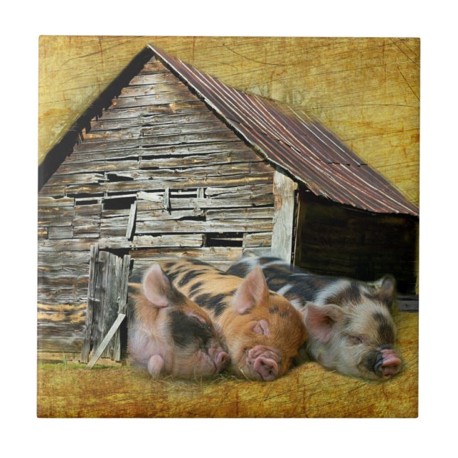 Tre små grisar vid Rustic Barn-sötning Kakelplatta (Framsidan)