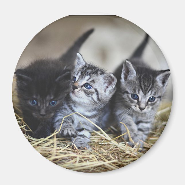Tre små kattungar  magnet (Framsidan)