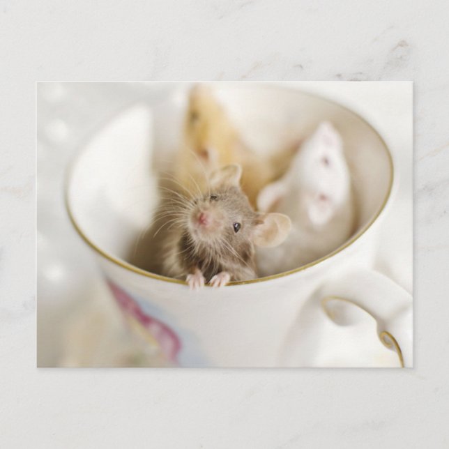 Tre små möss vykort (Framsida)