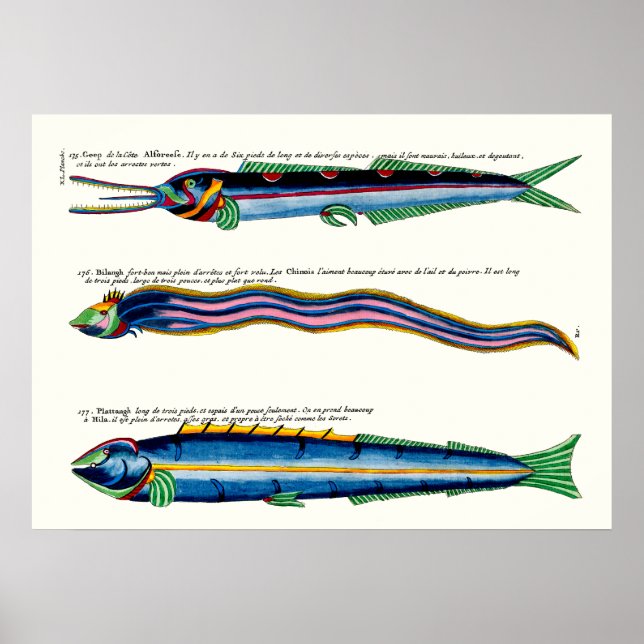 Tre Smalor fisk Poster på antikvit (Framsidan)
