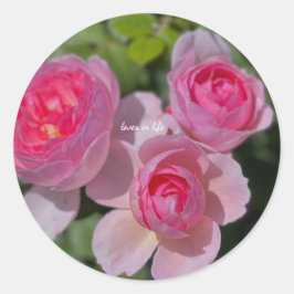 Tre snygga rosa rosor runt klistermärke
