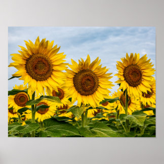 Tre solrosor poster
