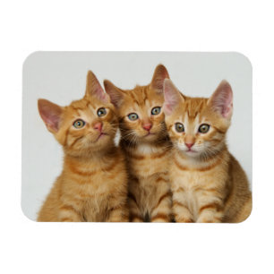 Tre söta gingerkattungar sida vid sida magnet