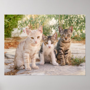 Tre söta kattungar sitter vänliga ihop poster