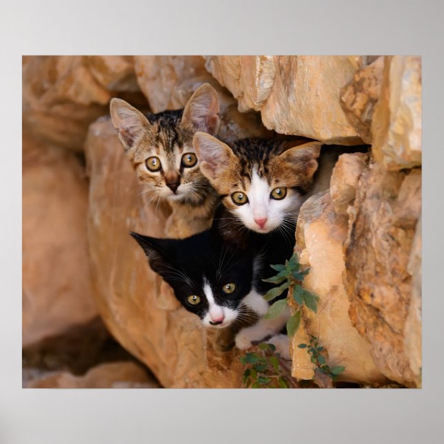 Tre söta nyfikna kattungar poster (Framsidan)