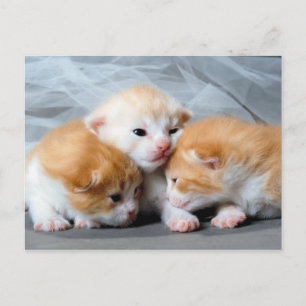 Tre söta små kattungar fotovykort vykort
