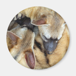 Tre sova Aardwolves Magnet