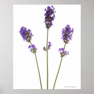 Tre stammar av engelsk lila lavender-blommor. poster