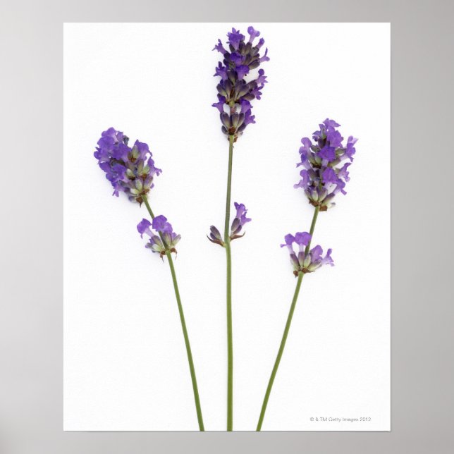 Tre stammar av engelsk lila lavender-blommor. poster (Framsidan)