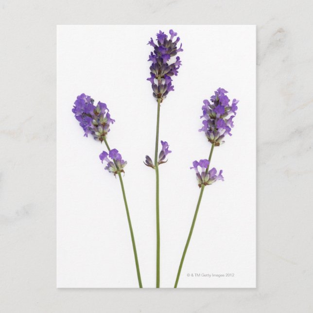 Tre stammar av engelsk lila lavender-blommor. vykort (Framsida)