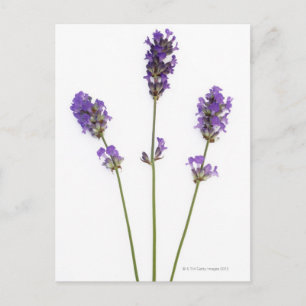 Tre stammar av engelsk lila lavender-blommor. vykort
