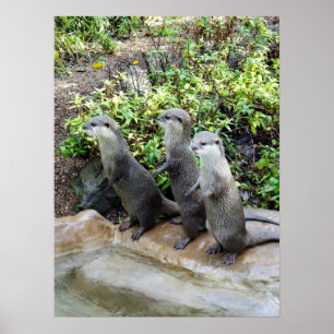 Tre ständiga otters, Poster